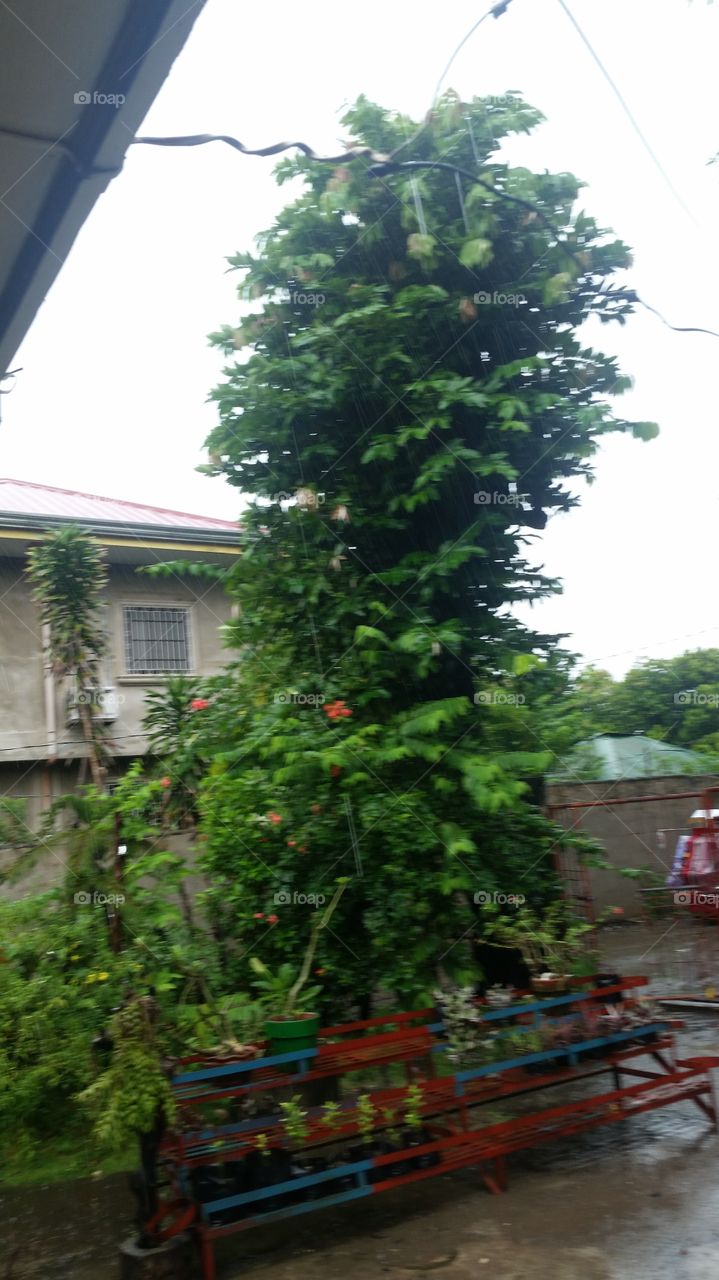 tree in house