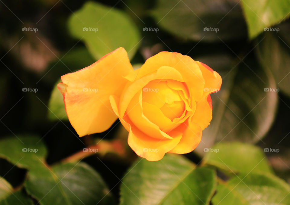 A Single  Beautiful Yellow Rose