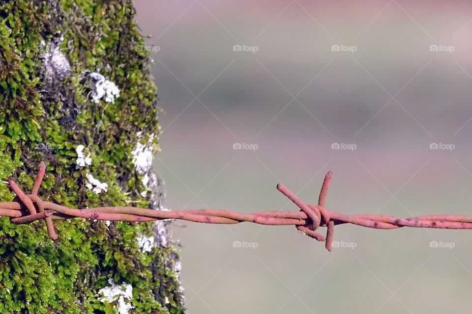 Barbed wire on mossy post