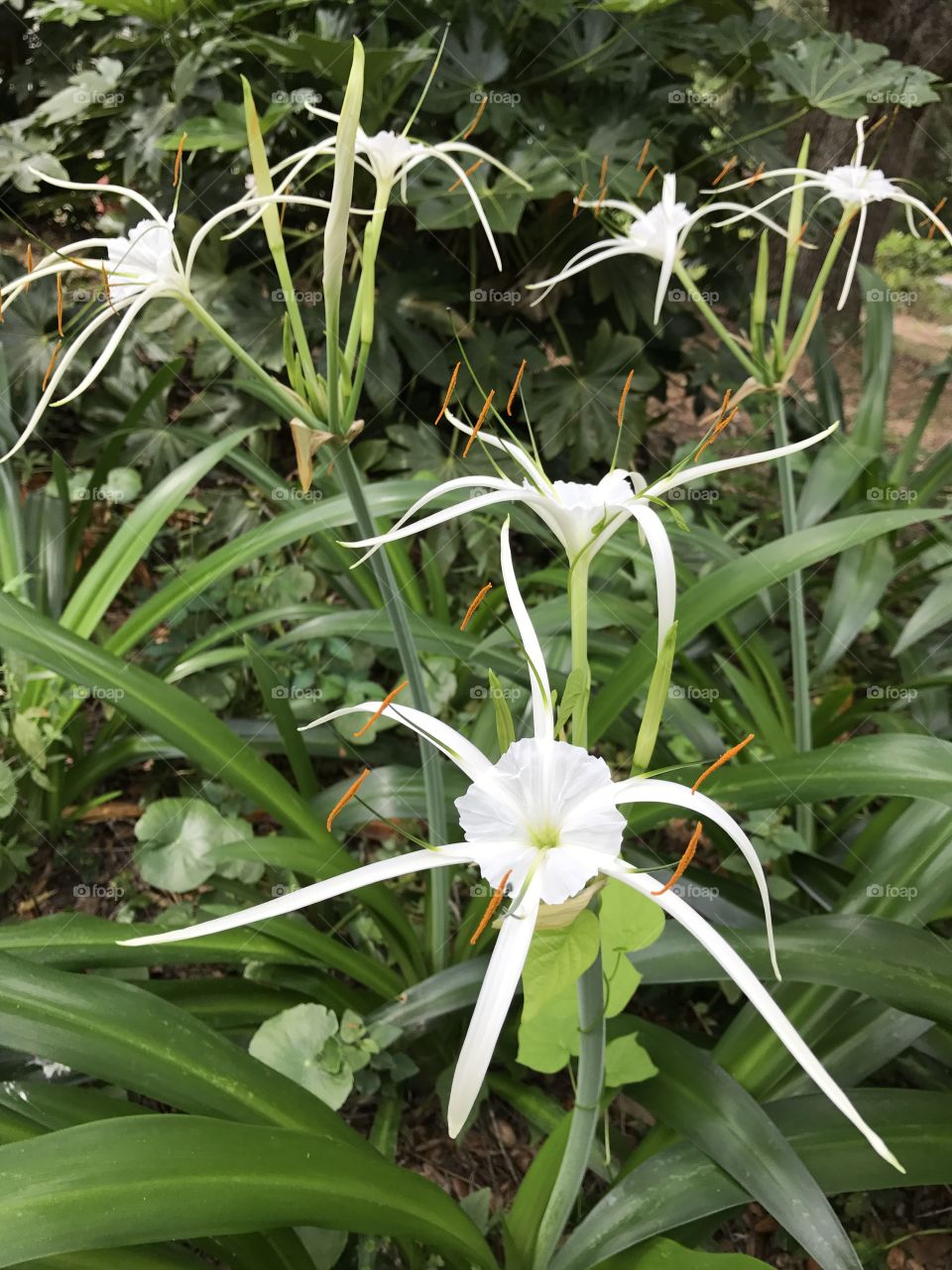 Bright white flowers among greenery 