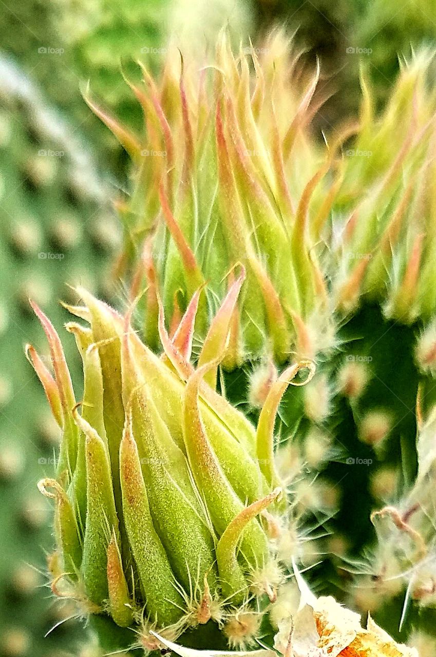 Cactus Flower Bud