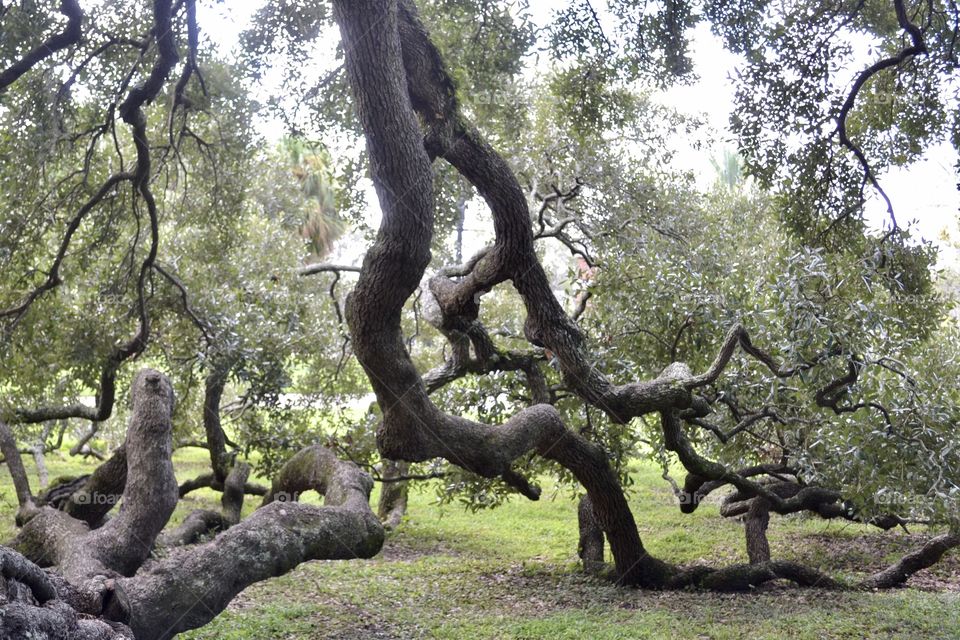 Huge oak tree with hanging branches