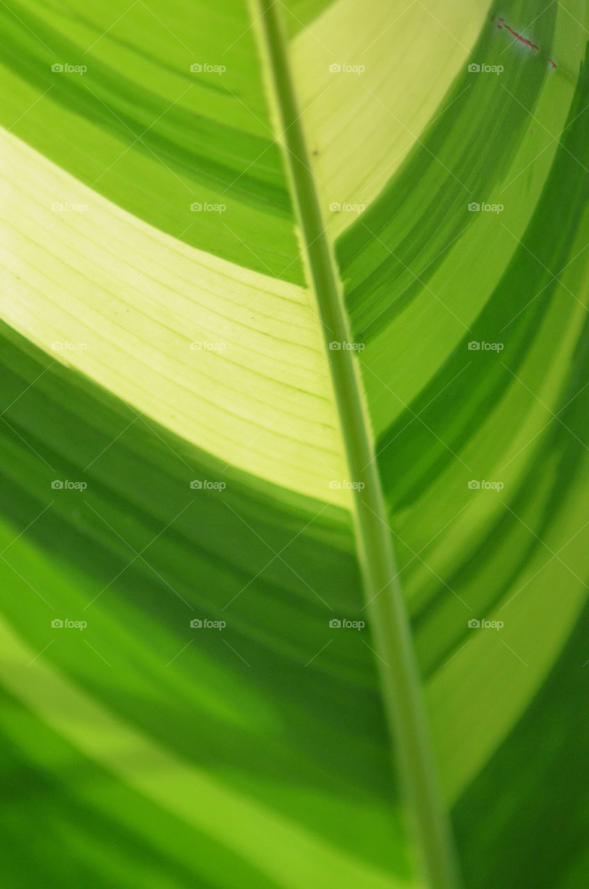 green macro leaf stripes by CatherineGillam1984