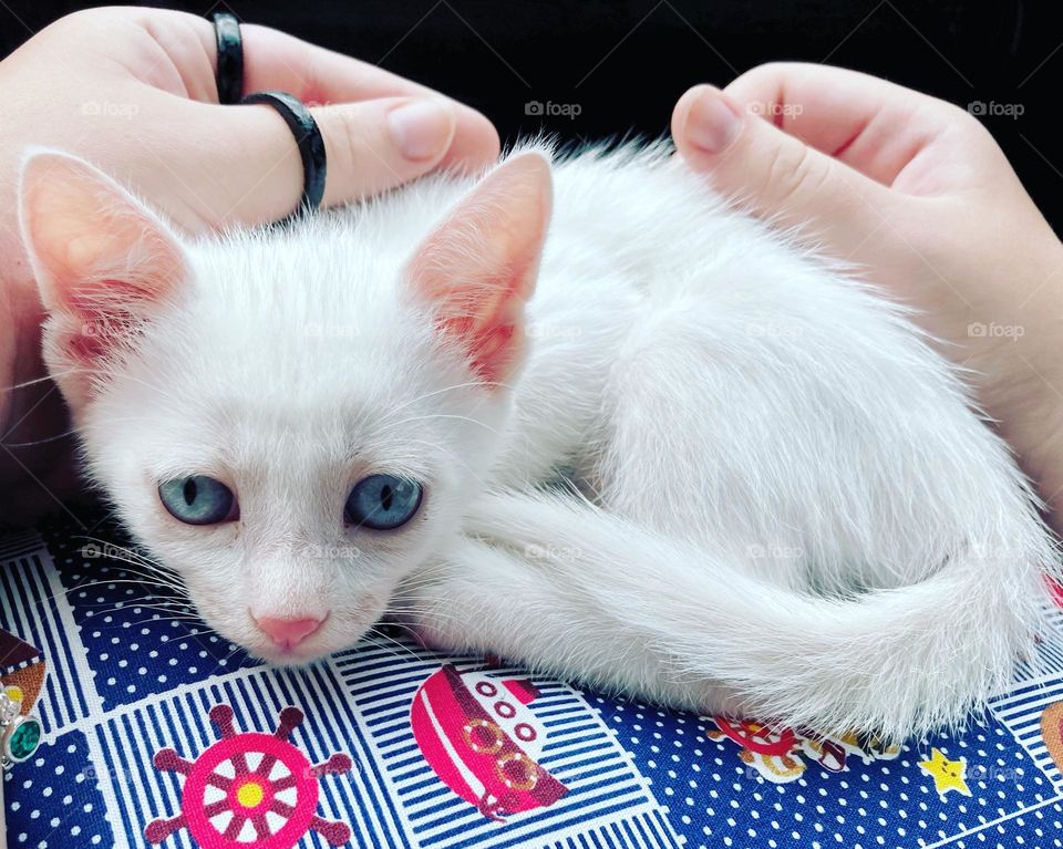 🇺🇸 Our kitten Luna is the whitest thing around here.  Look how small! / 🇧🇷👍🏻 Nossa gatinha Luna é o que há de mais branco por aqui. Vejam só que pequena!