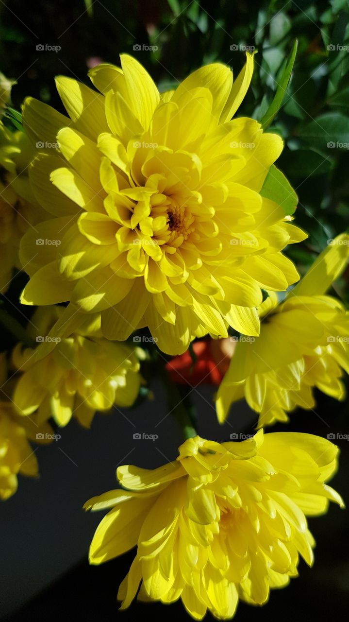 yellow flowers