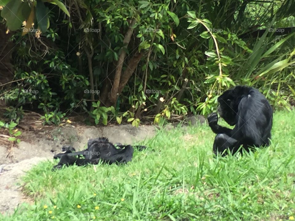 Gibbons at zoo