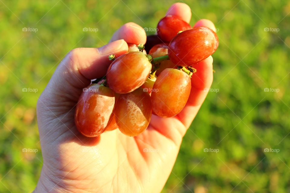 Red grapes 