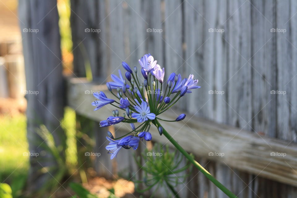 Agapanthus flower
