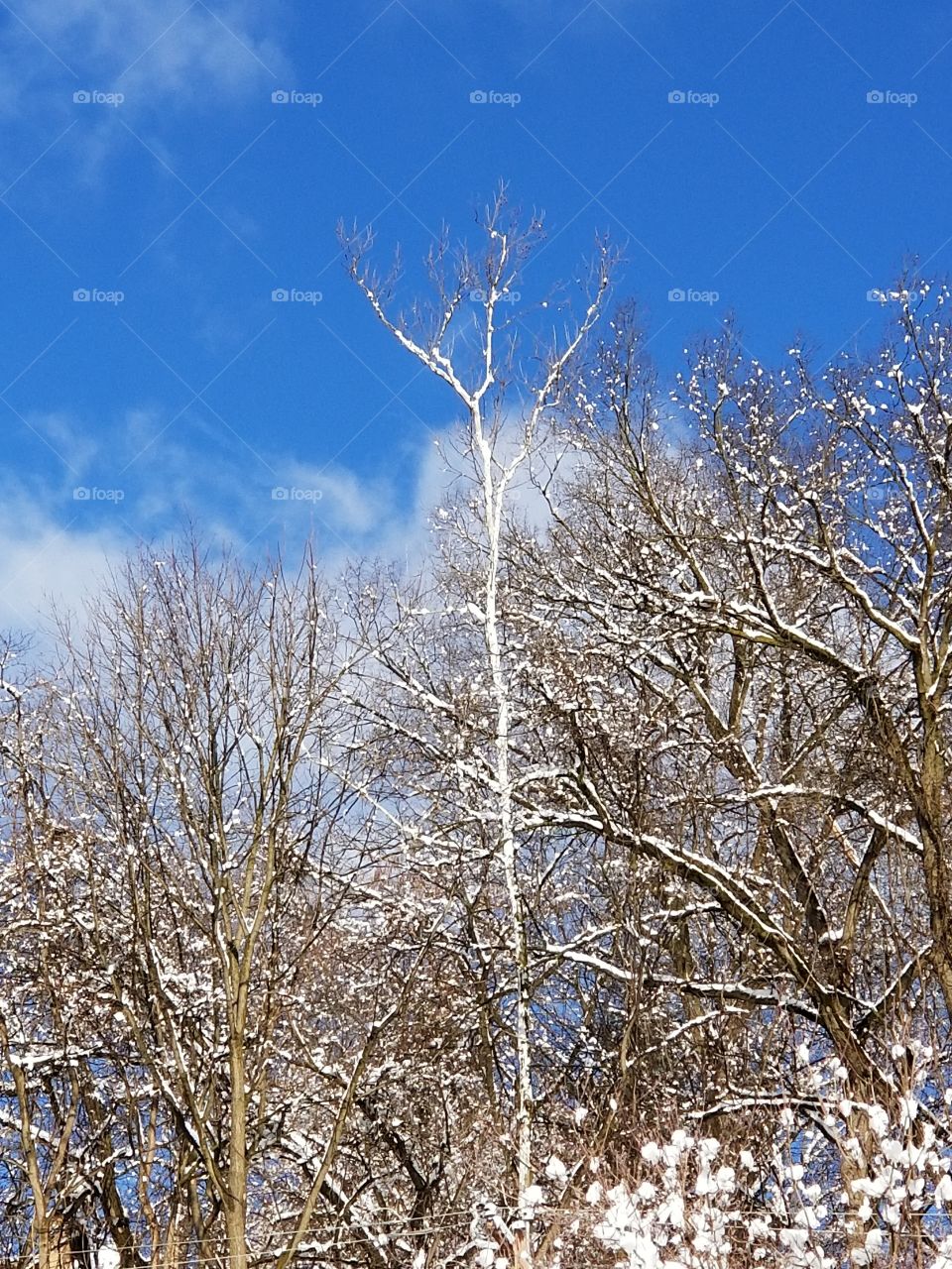 snow in the trees