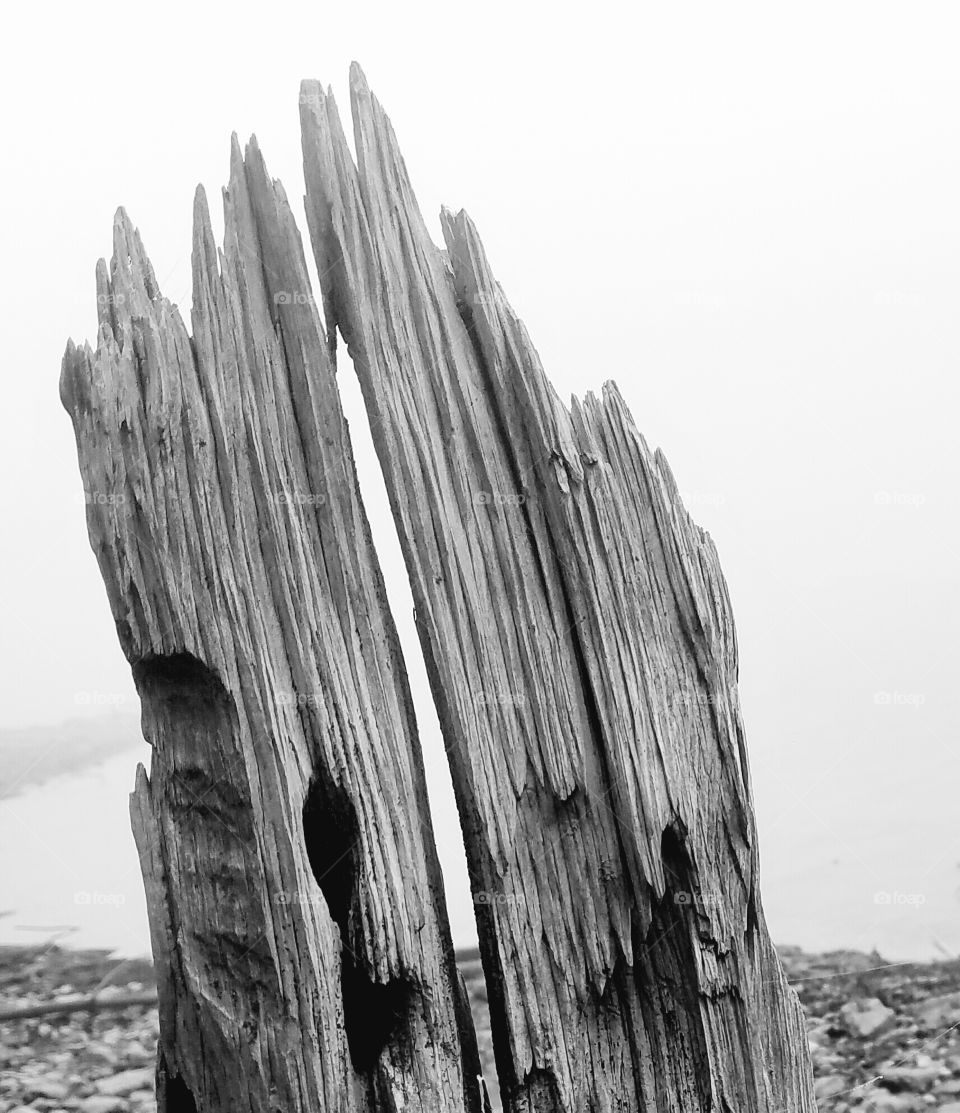 driftwood by a lake on a foggy day.