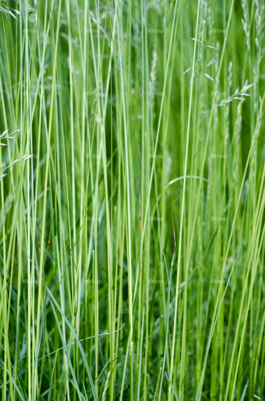 Tall Grass Texture