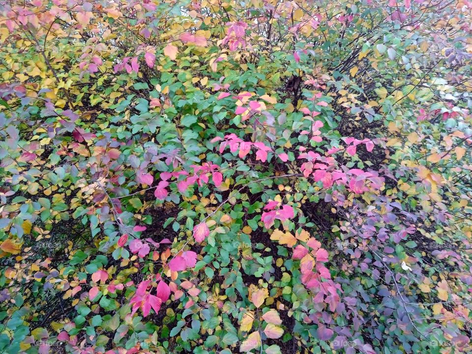 Осенний колорит