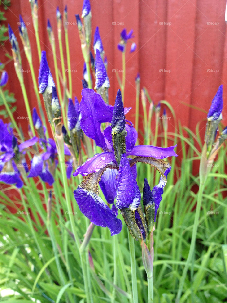 sweden flowers purple sommar by mamasnest