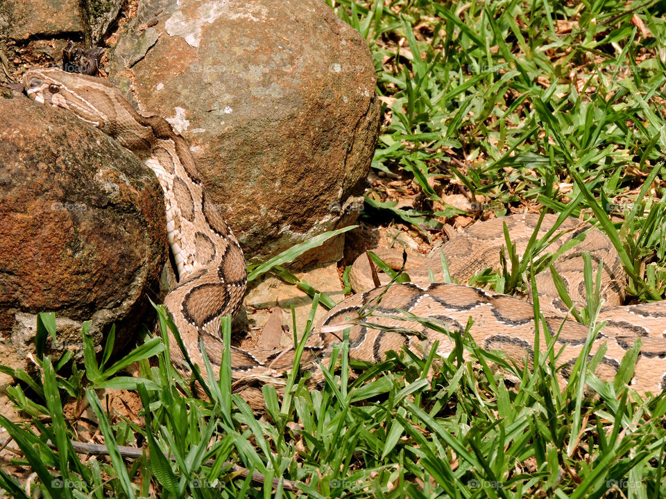 Russell's Viper on rock