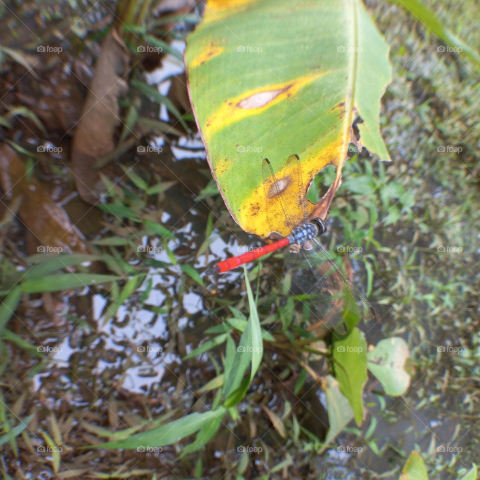 Dragonfly with a red tail perched on a leaf