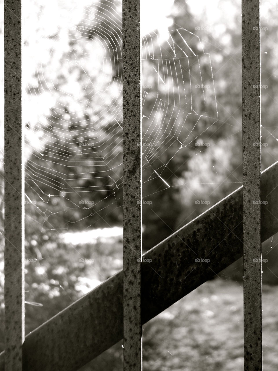 river bridge web spider by 8mmmemory