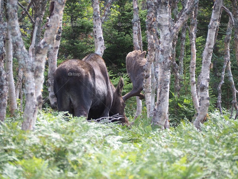 Moose hikes 