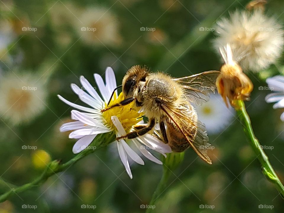 Close up of bee pollinating wild flowers