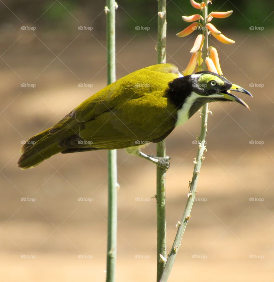 A juvenile blue-faced honeyeater takes a deep sigh after a satisfying breakfast of nectar. Wambiana Cattle Station, Queensland Australia