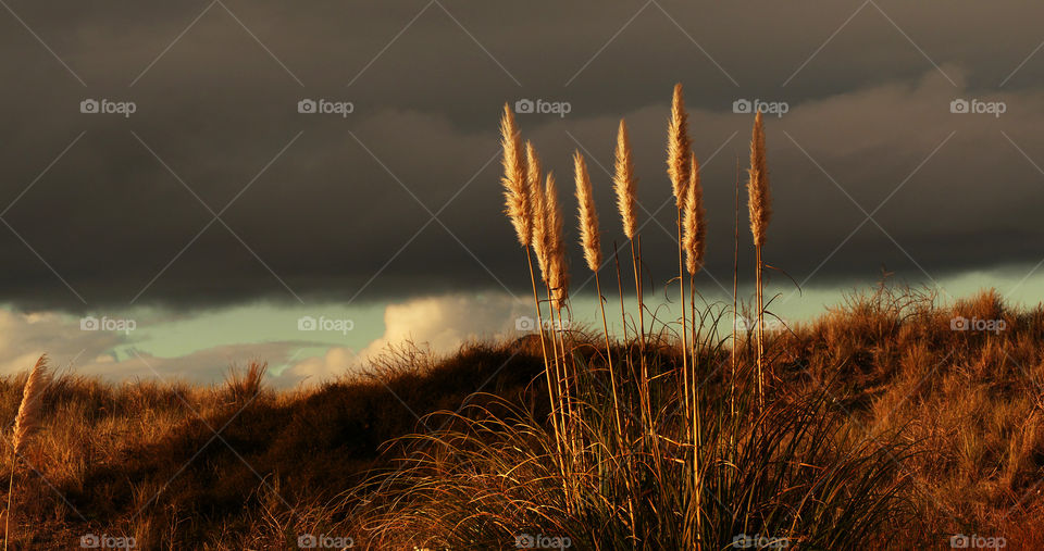 dark sky over grass