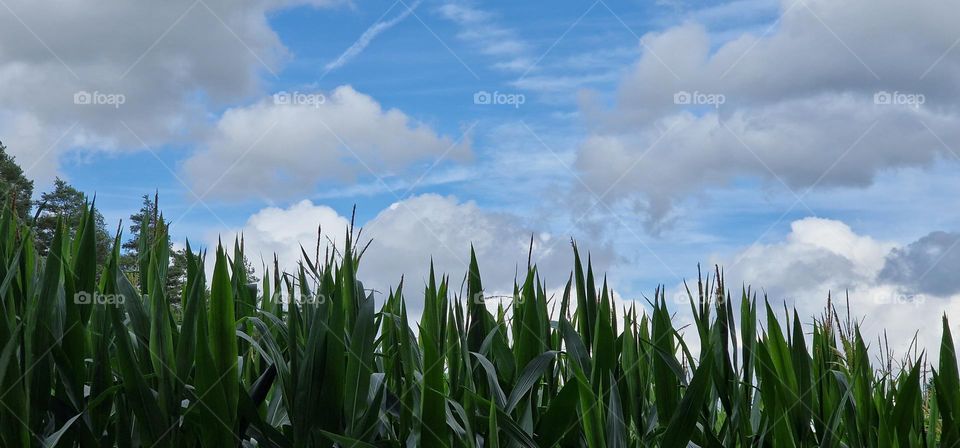 Summer corn field