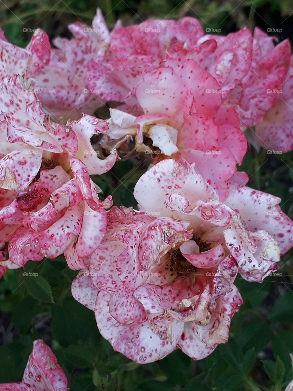 fading dotted pink roses