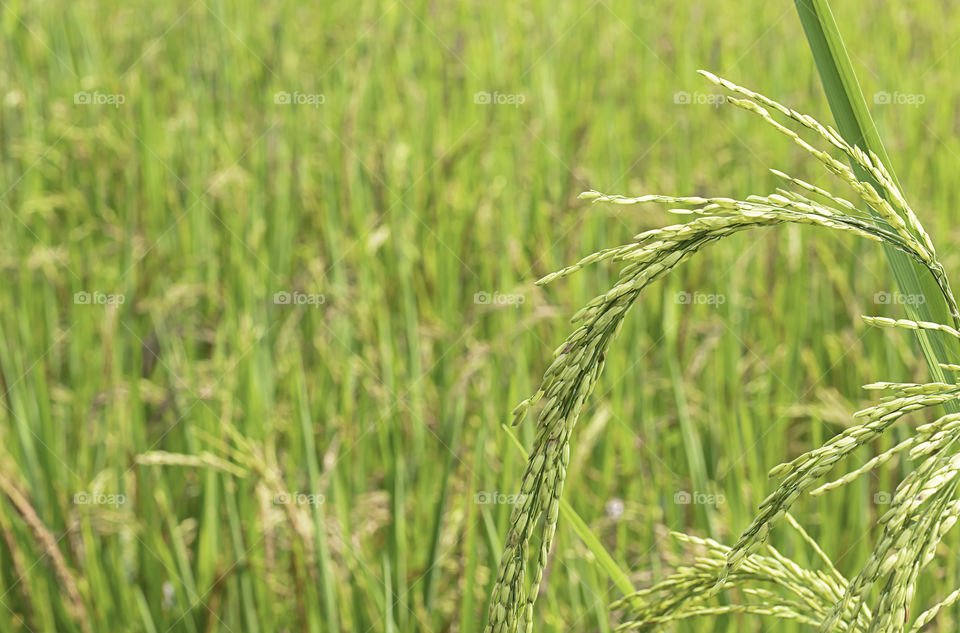 Green rice paddy fields and is soon up to the seed harvest.