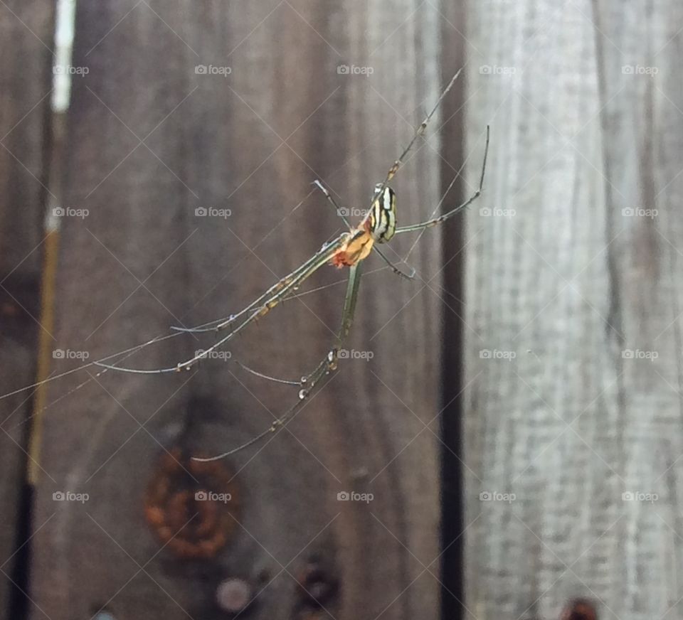 GARDEN SPIDER SPINNING ITS WEB AFTER A SHOWER