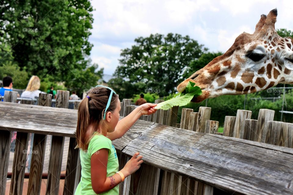 Girl Feeding Giraffe at Zoo