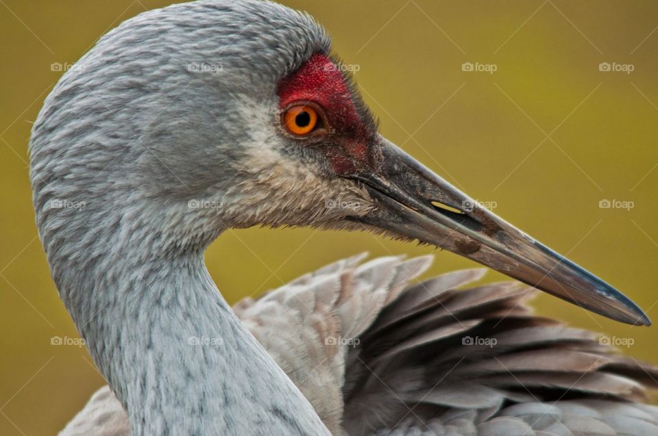 Sandhill Crane
