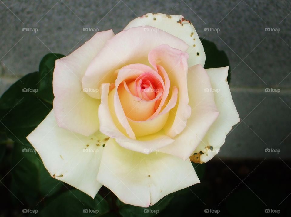 pale rose