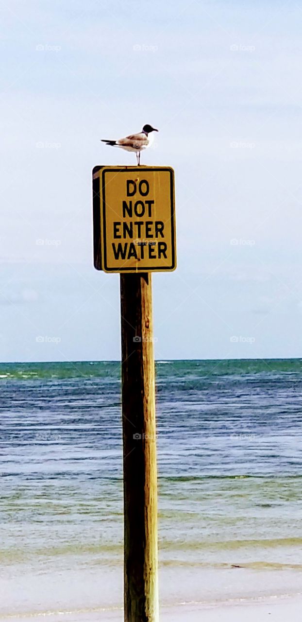 fun signs do not enter water seagull