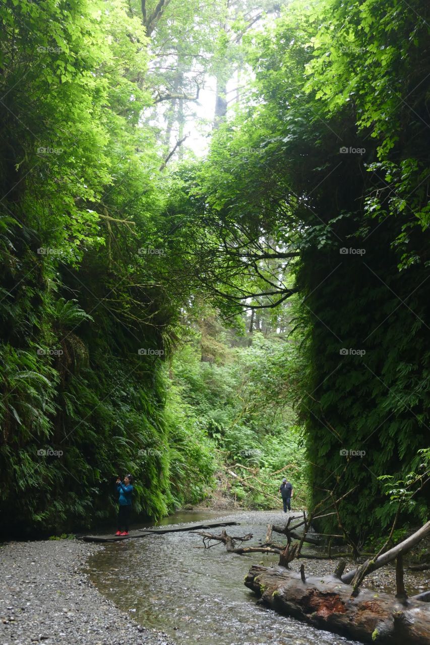The Fern Canyon Trail that is located in the Prairie Creek Redwood State Park in Northern California.