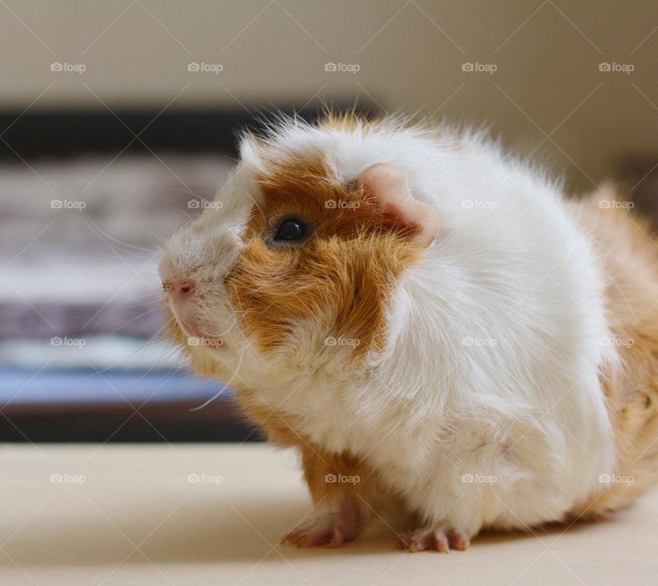 Guinea pig beautiful portrait close up in the room love pet