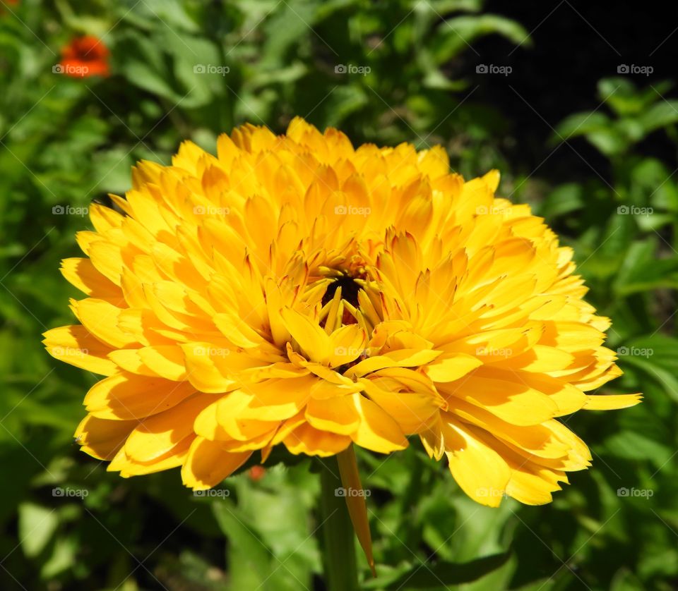Calendula orange flower 