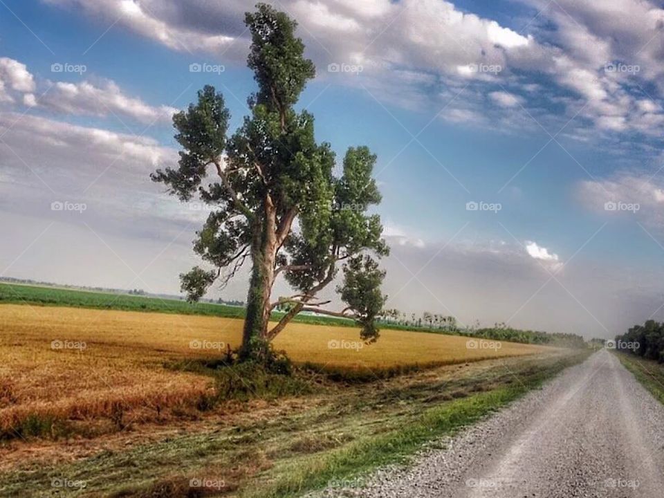 “Listen to the trees as they sway in the wind. Their leaves are telling secrets. ~ vn 