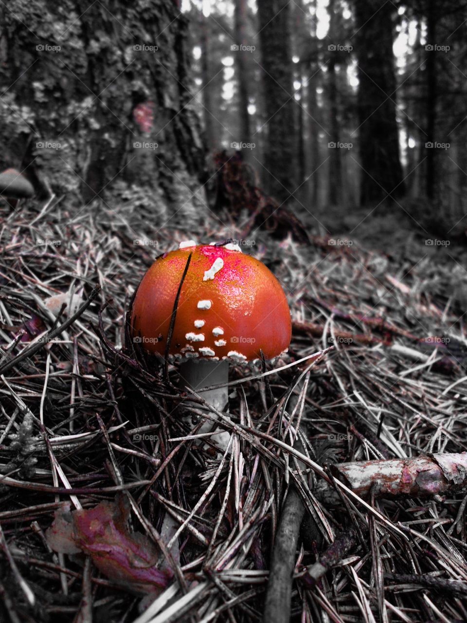 Muhomor. Mushrooms in the forest of Prague 