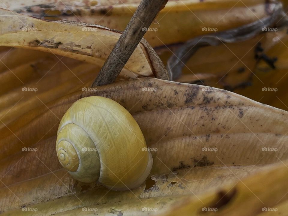 Snail shell on autumn leaf...