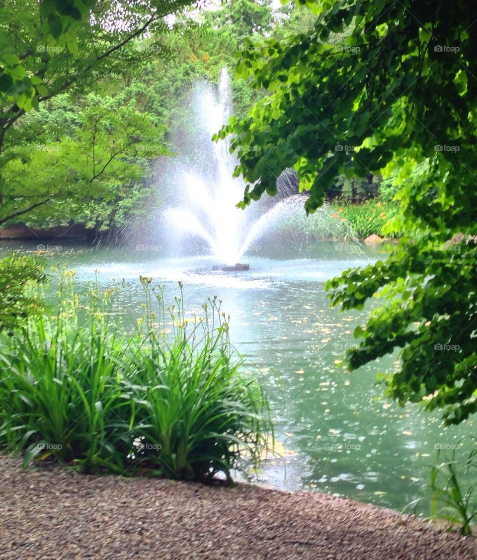 Park, water, tree, fountain