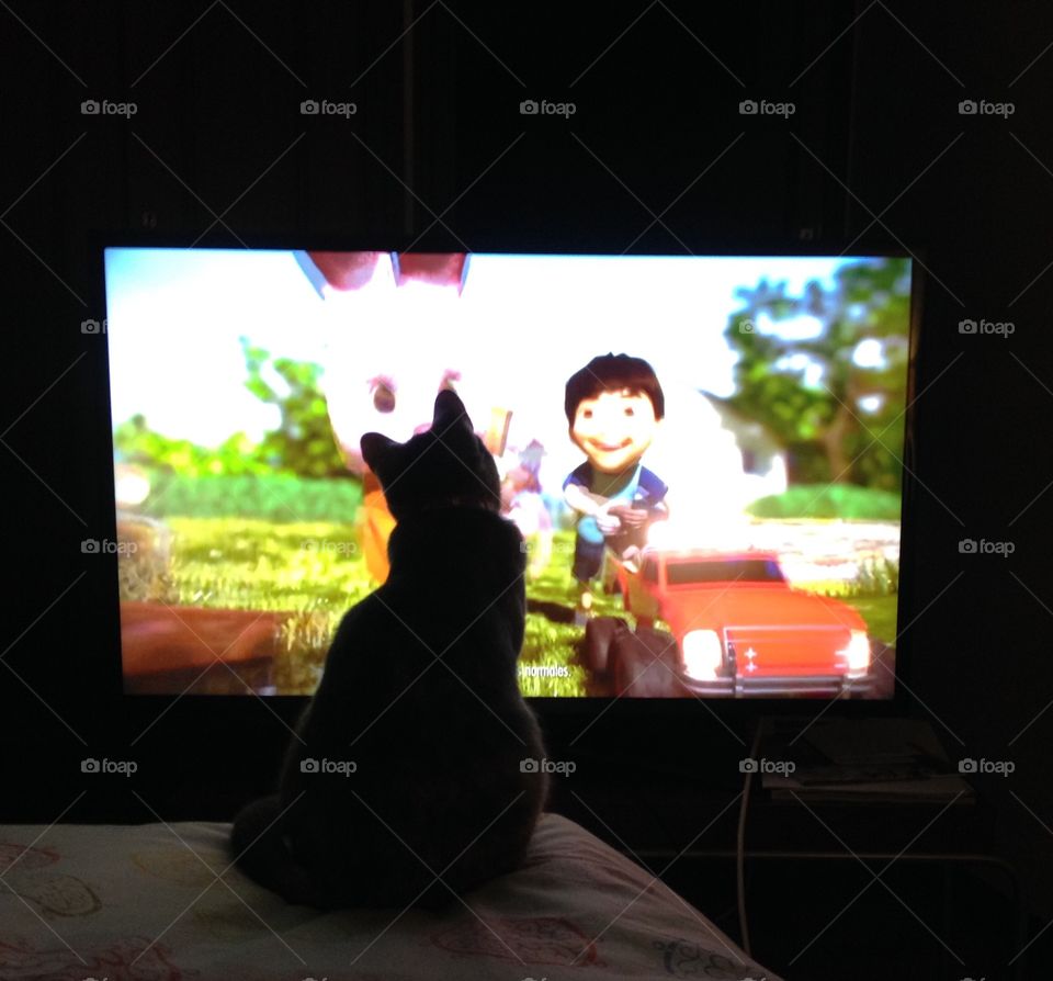 Cat watching tv 