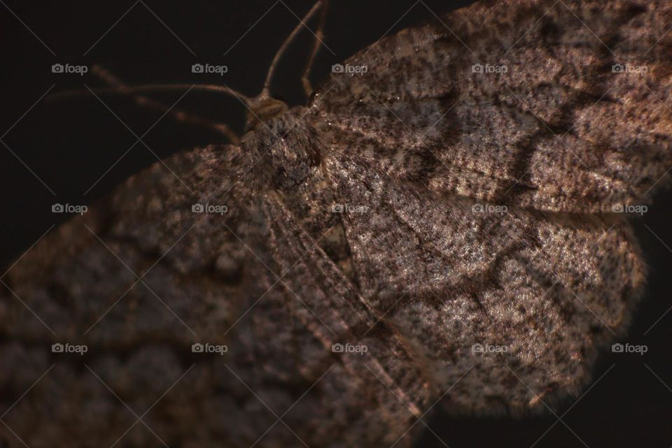An upclose shot of a moth shows up its beauty.