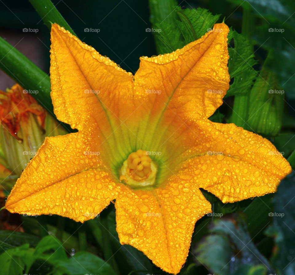 Zucchini Flower