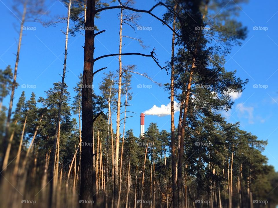 Factory in the forest