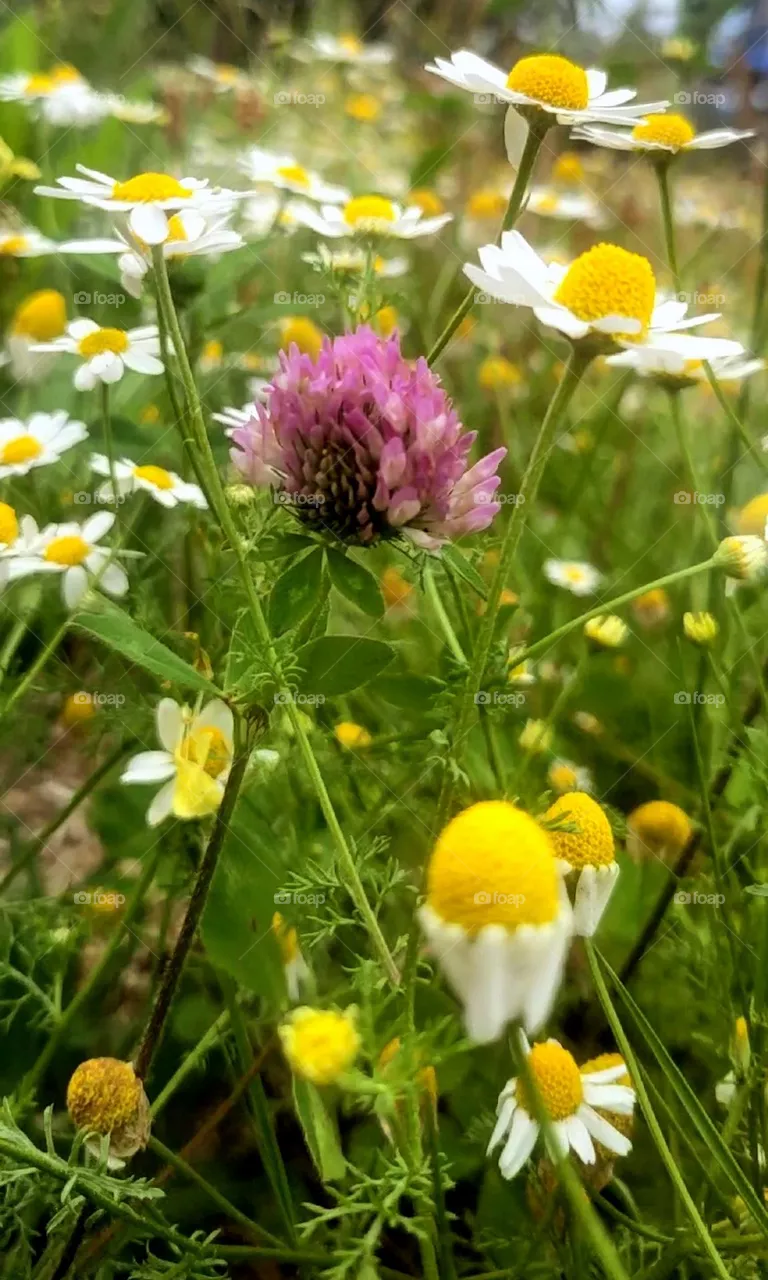 summer wild flowers