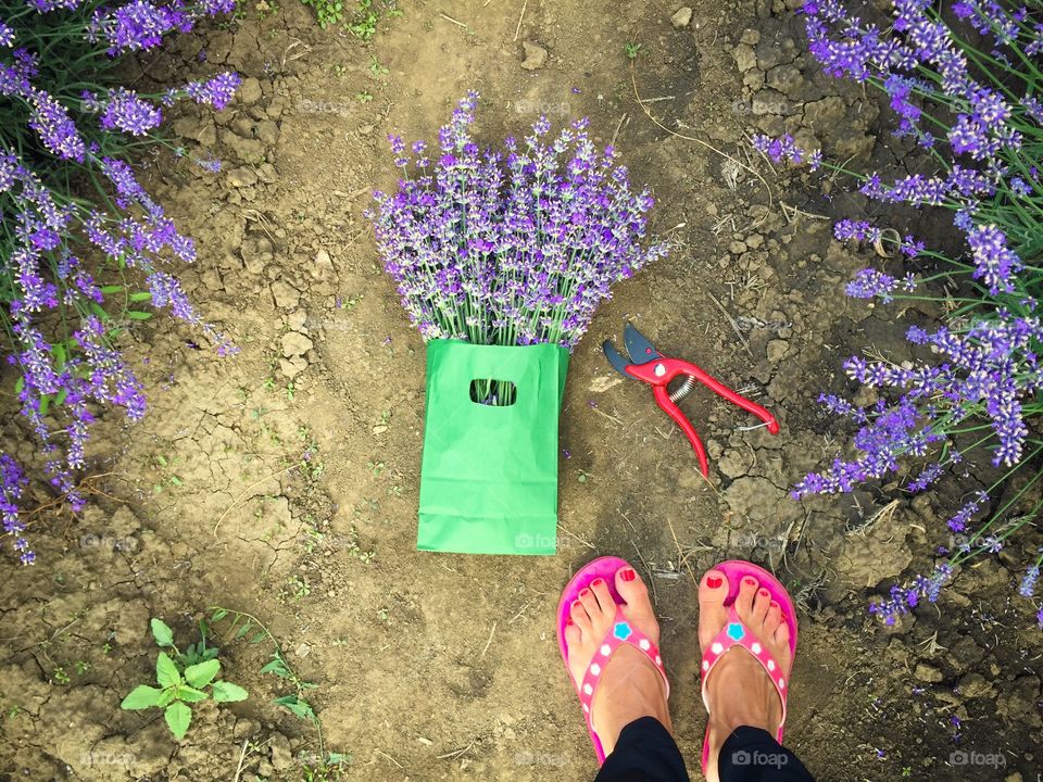 Looking down at fresh cut lavender bouquet and scissors 