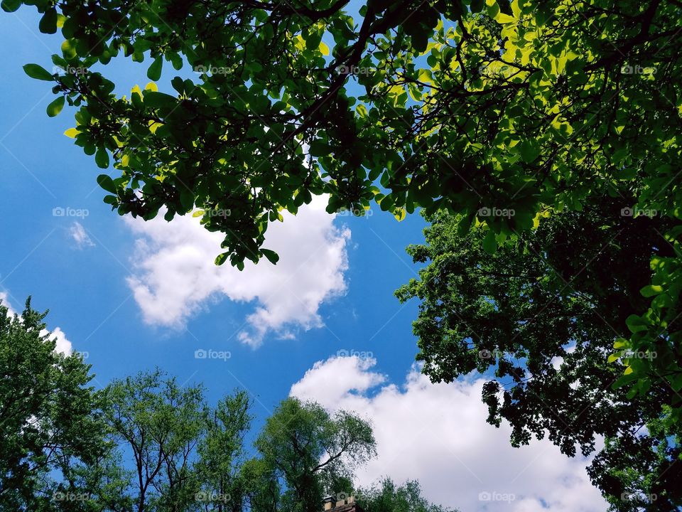 Clouds Between Trees