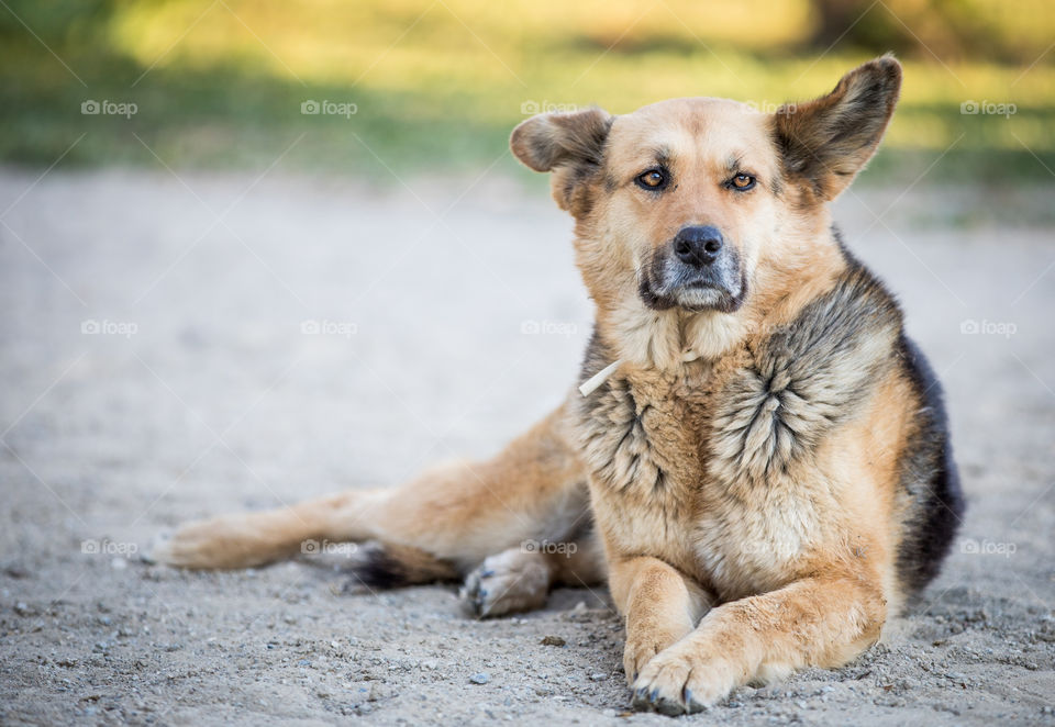 Wolf Dog Lays Down
