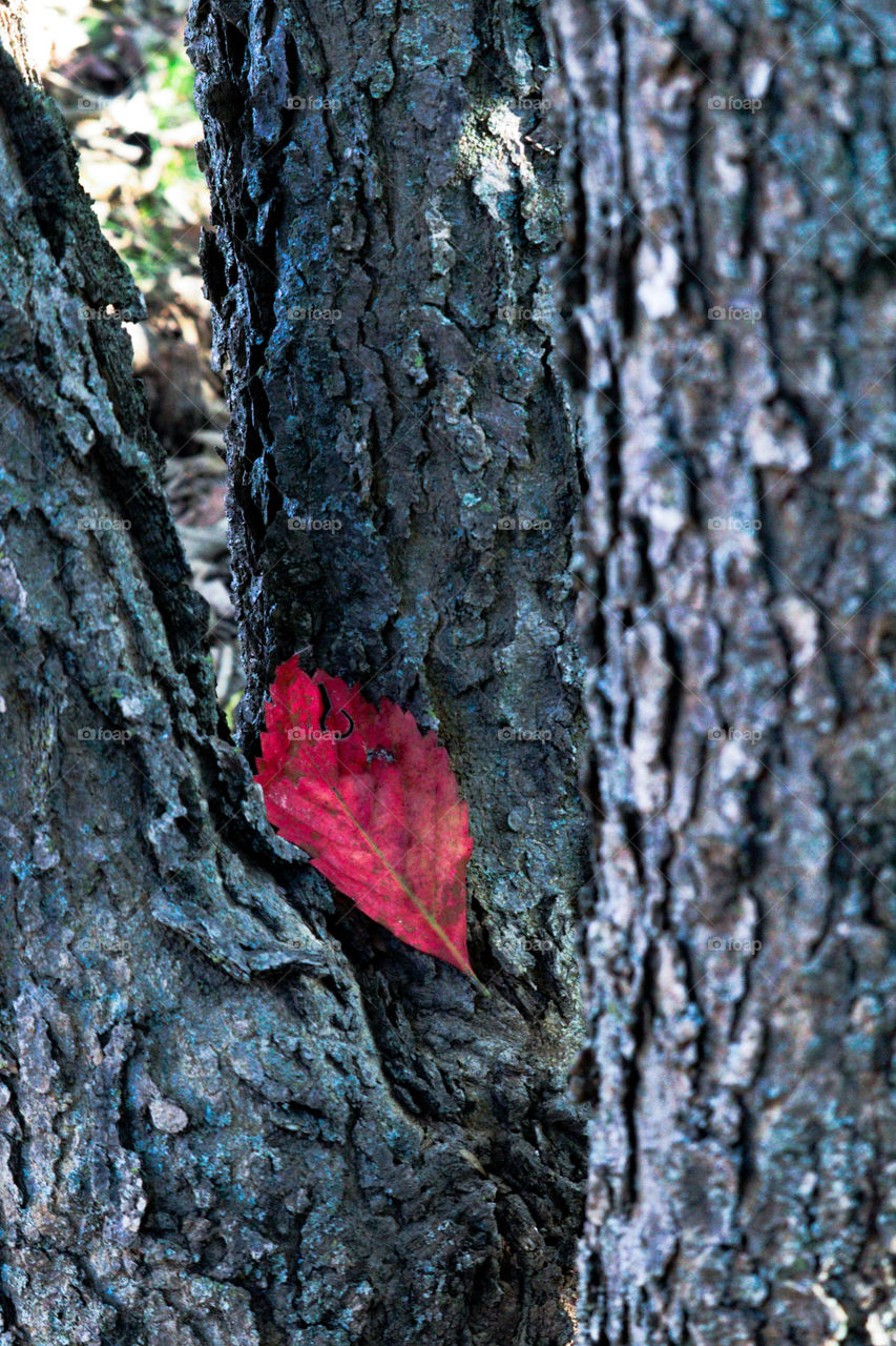 red leaf on a tree