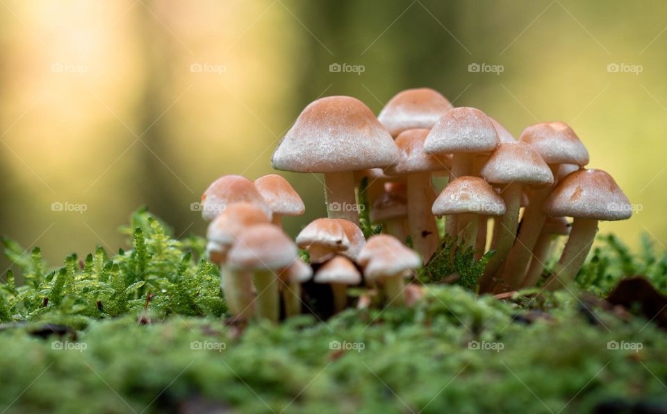 Closeup or macro of small mushrooms in forest 