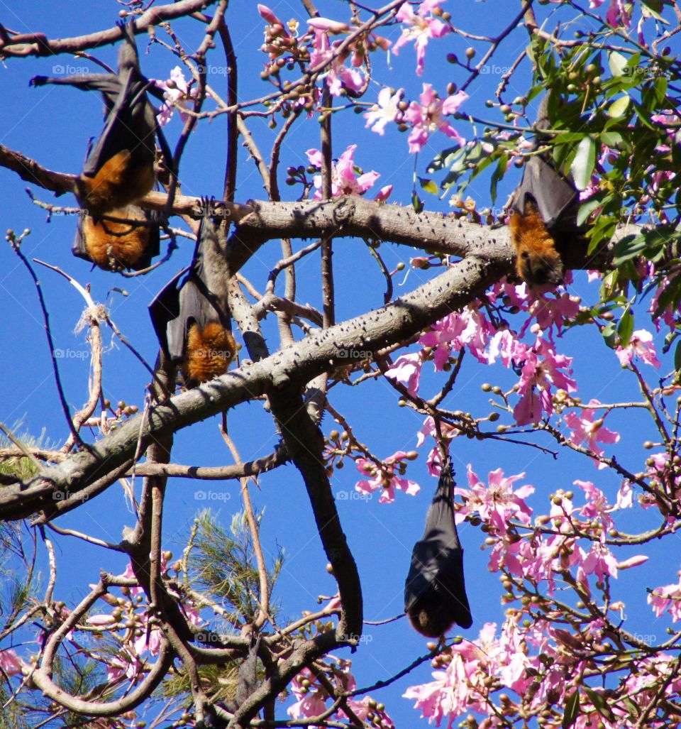 Bats sunbathing 